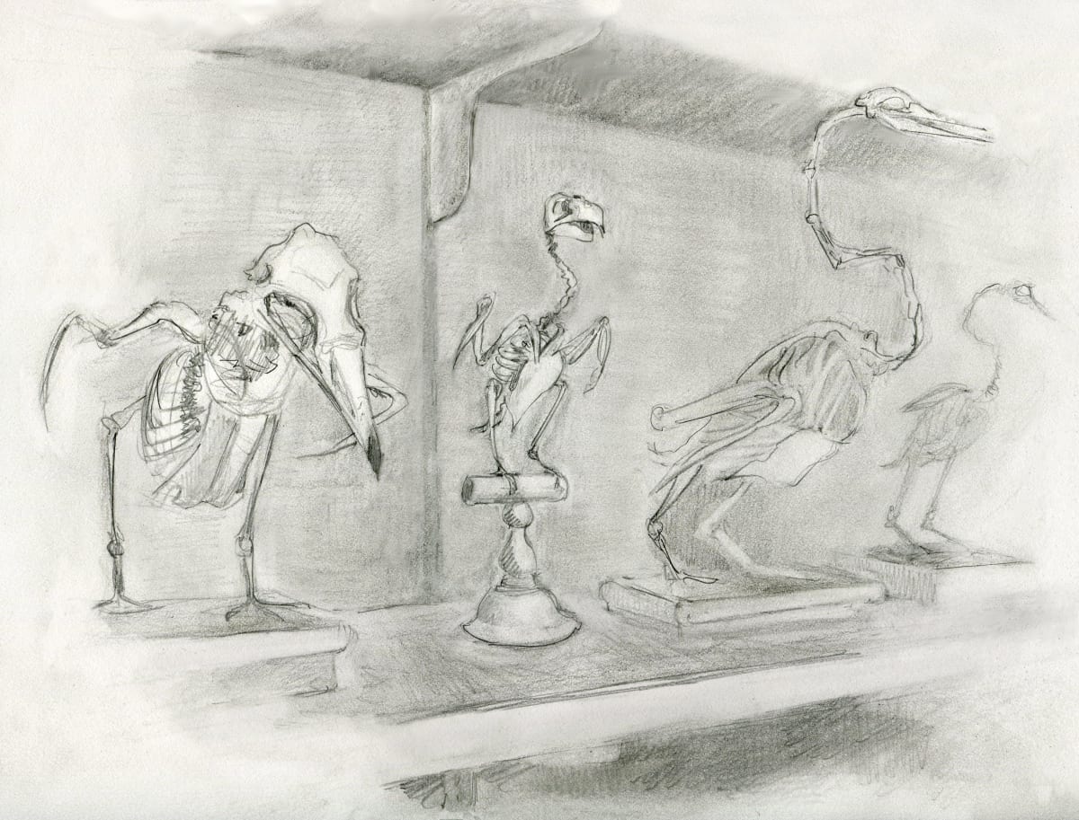 MCZ skeletons by Abby McBride 