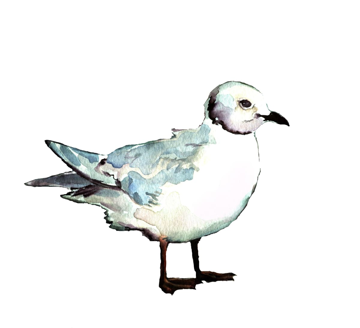 Ross's gull by Abby McBride 