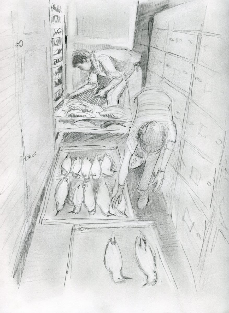 Sorting specimens by Abby McBride 