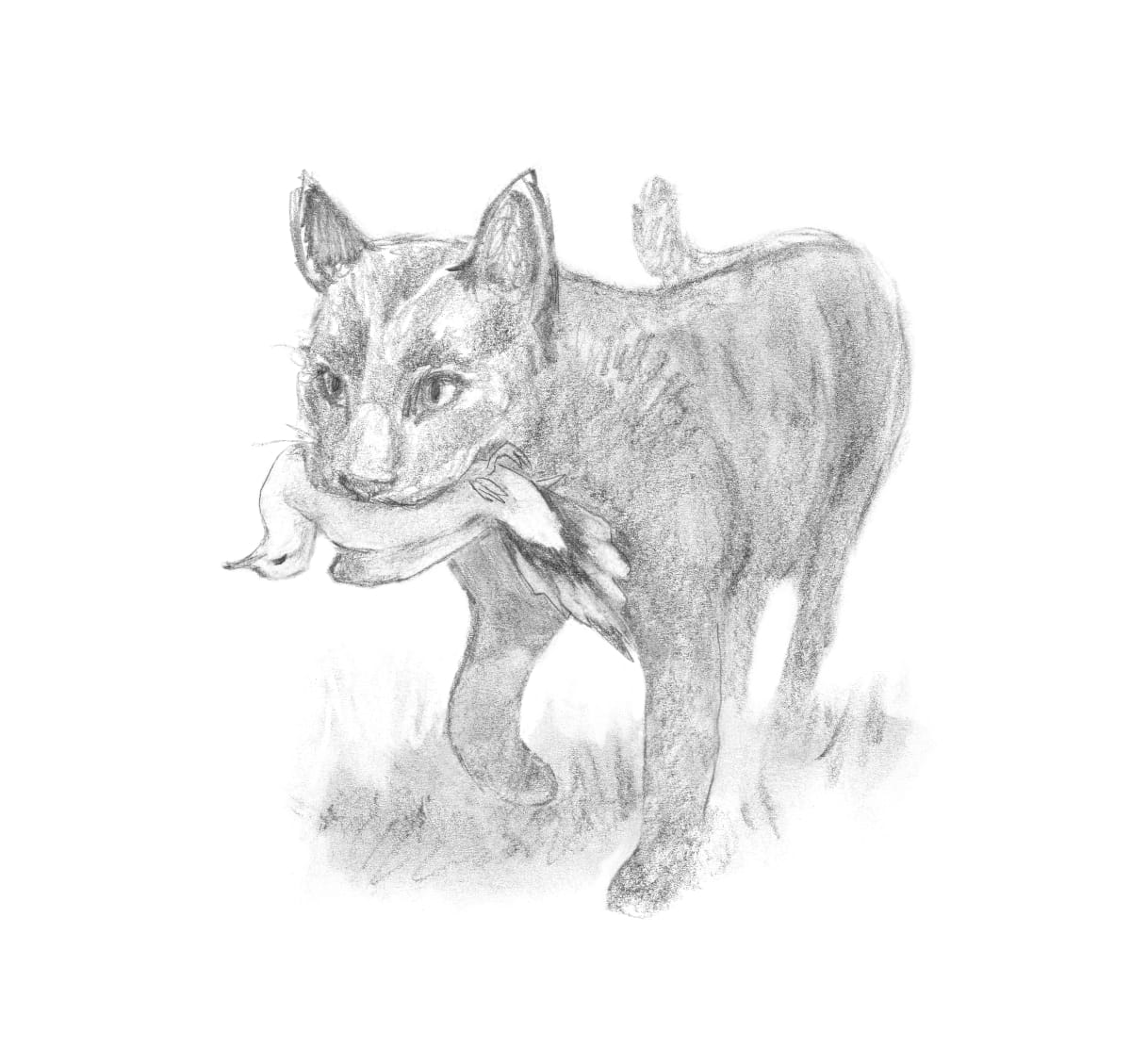 Cats by Abby McBride 