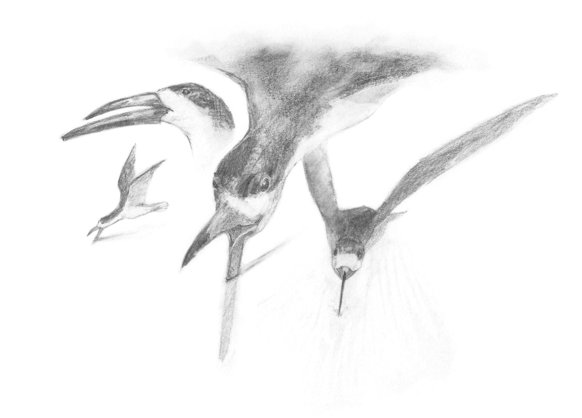 Bill by Abby McBride, Image 5.