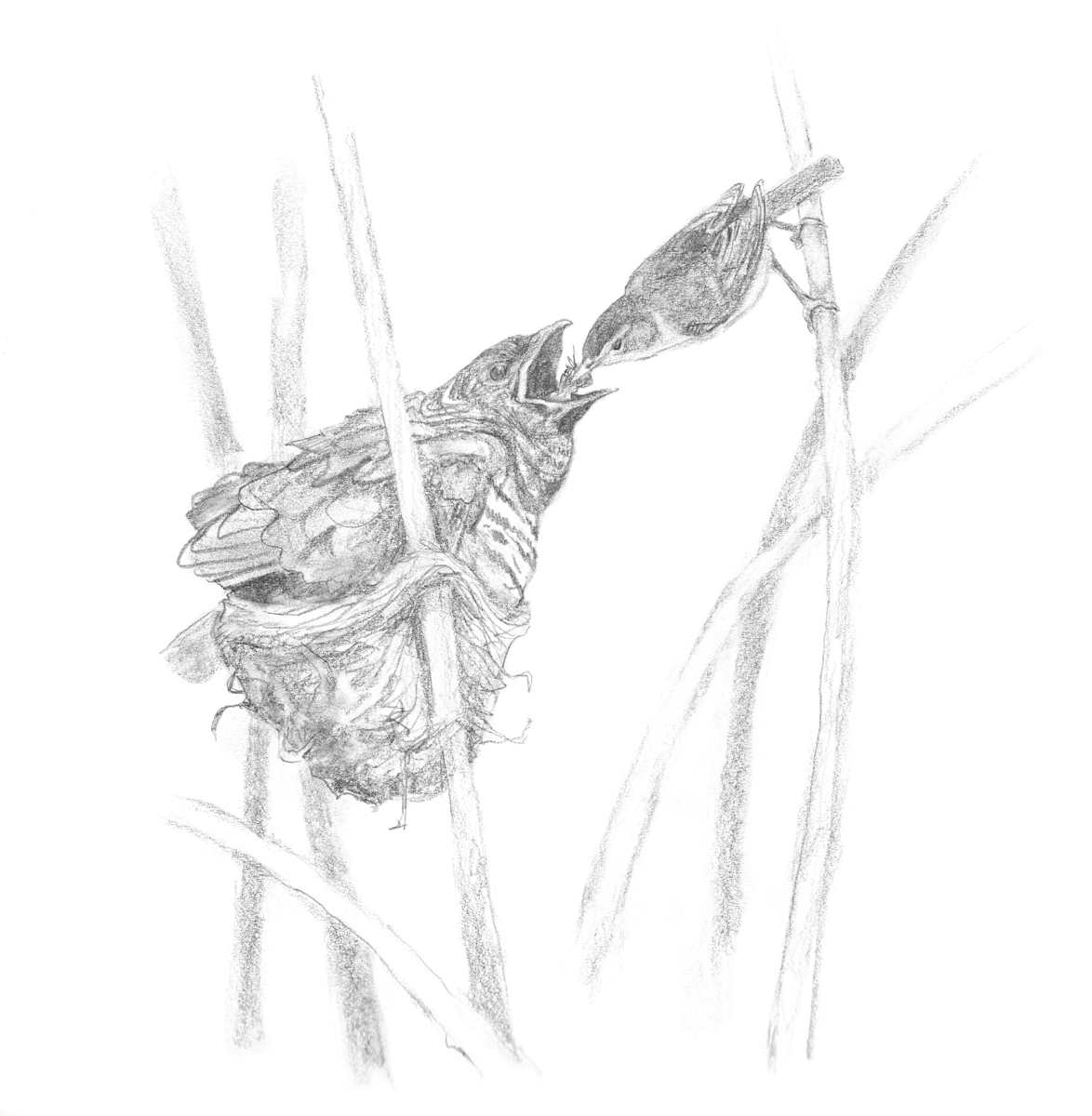 Brood Parasitism by Abby McBride, Image 6.