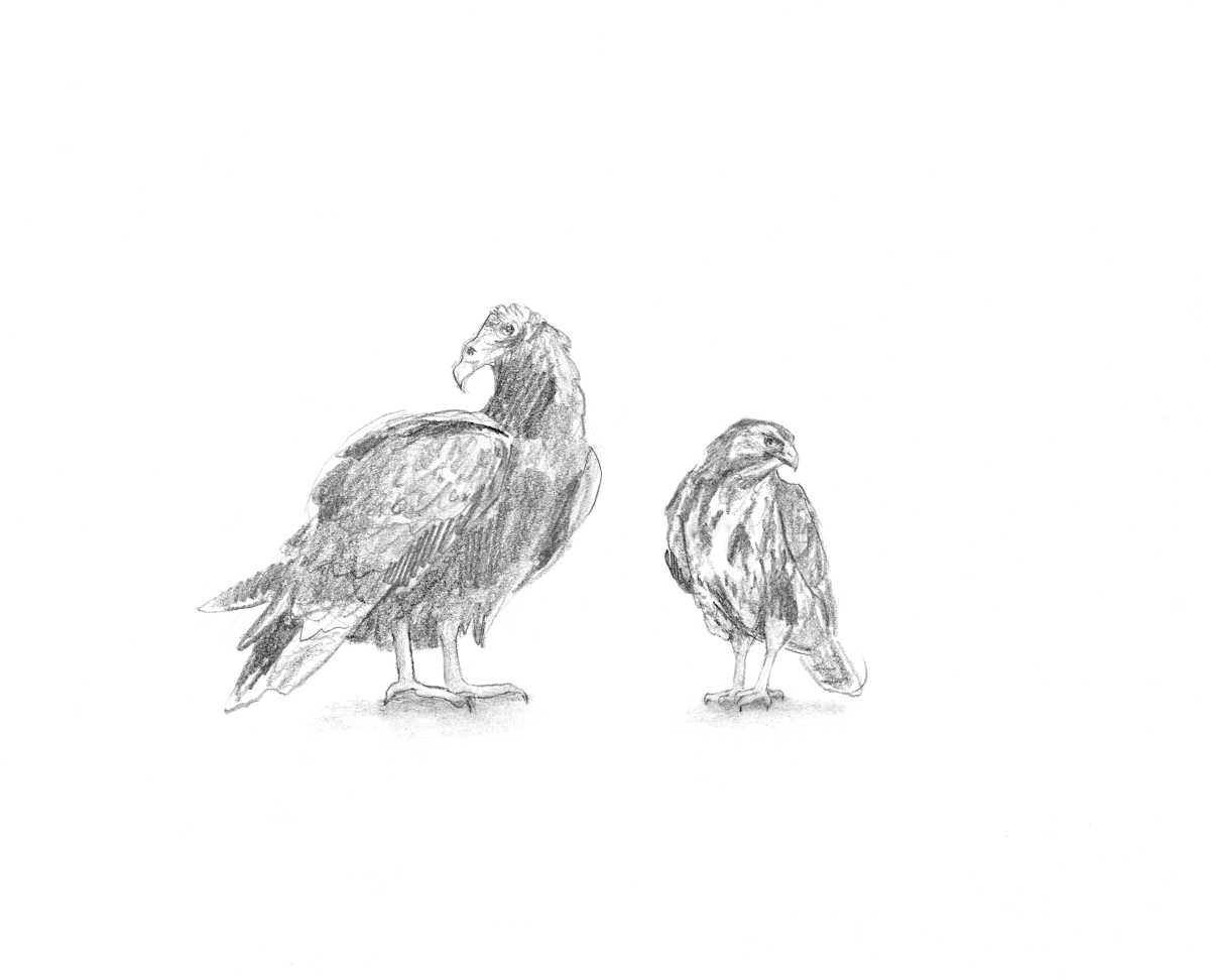 Buzzard by Abby McBride, Image 9.