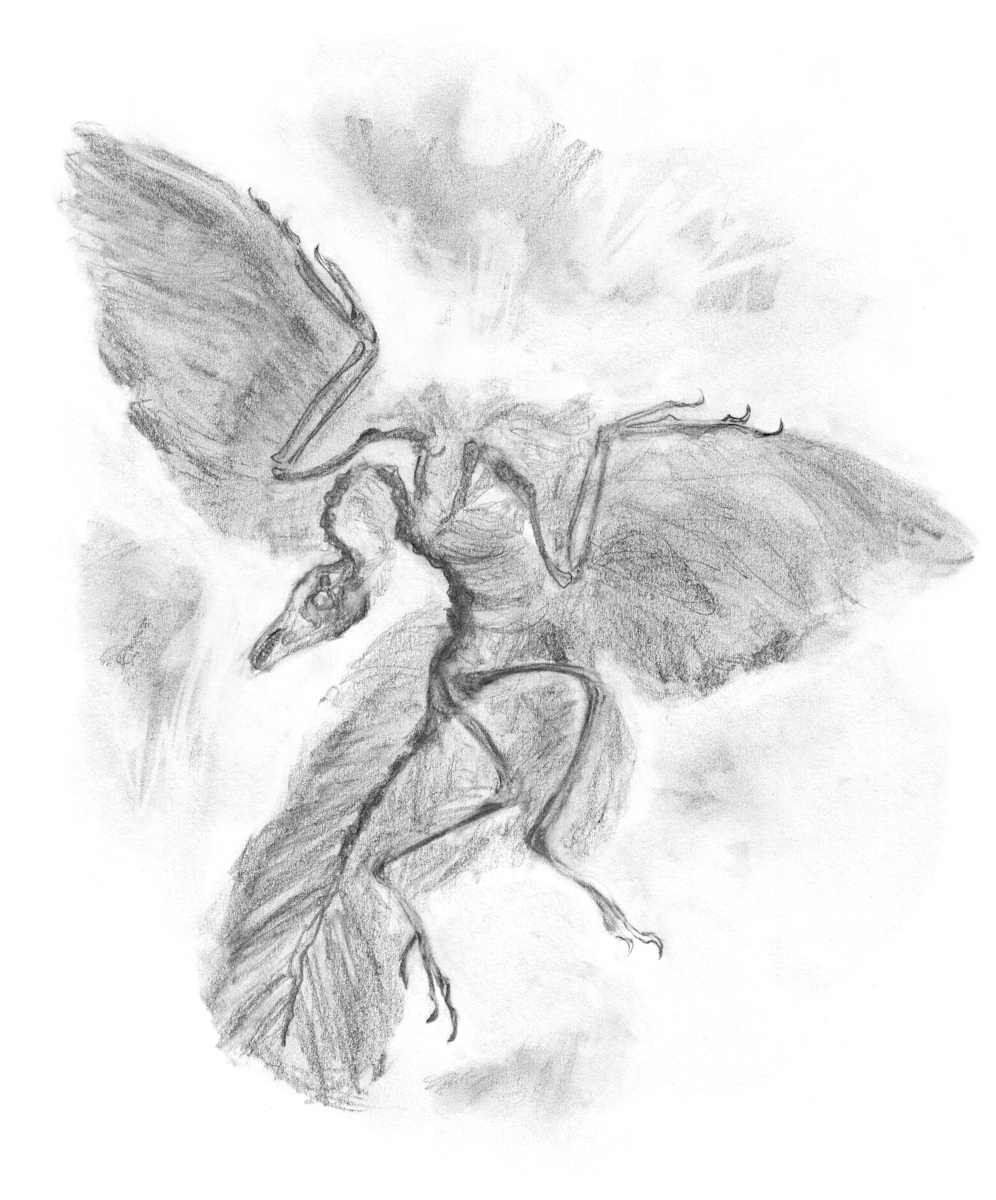 Archaeopteryx by Abby McBride, Image 33.