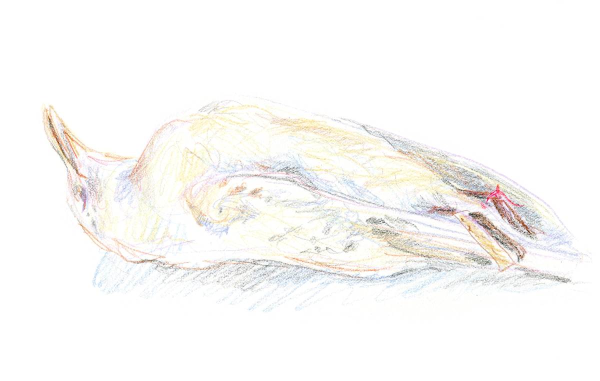 Ivory gull specimen by Abby McBride, Image 19.