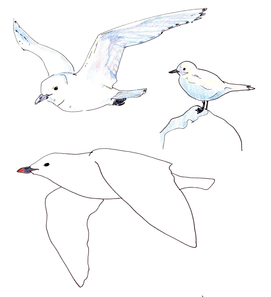 Ivory gulls by Abby McBride 