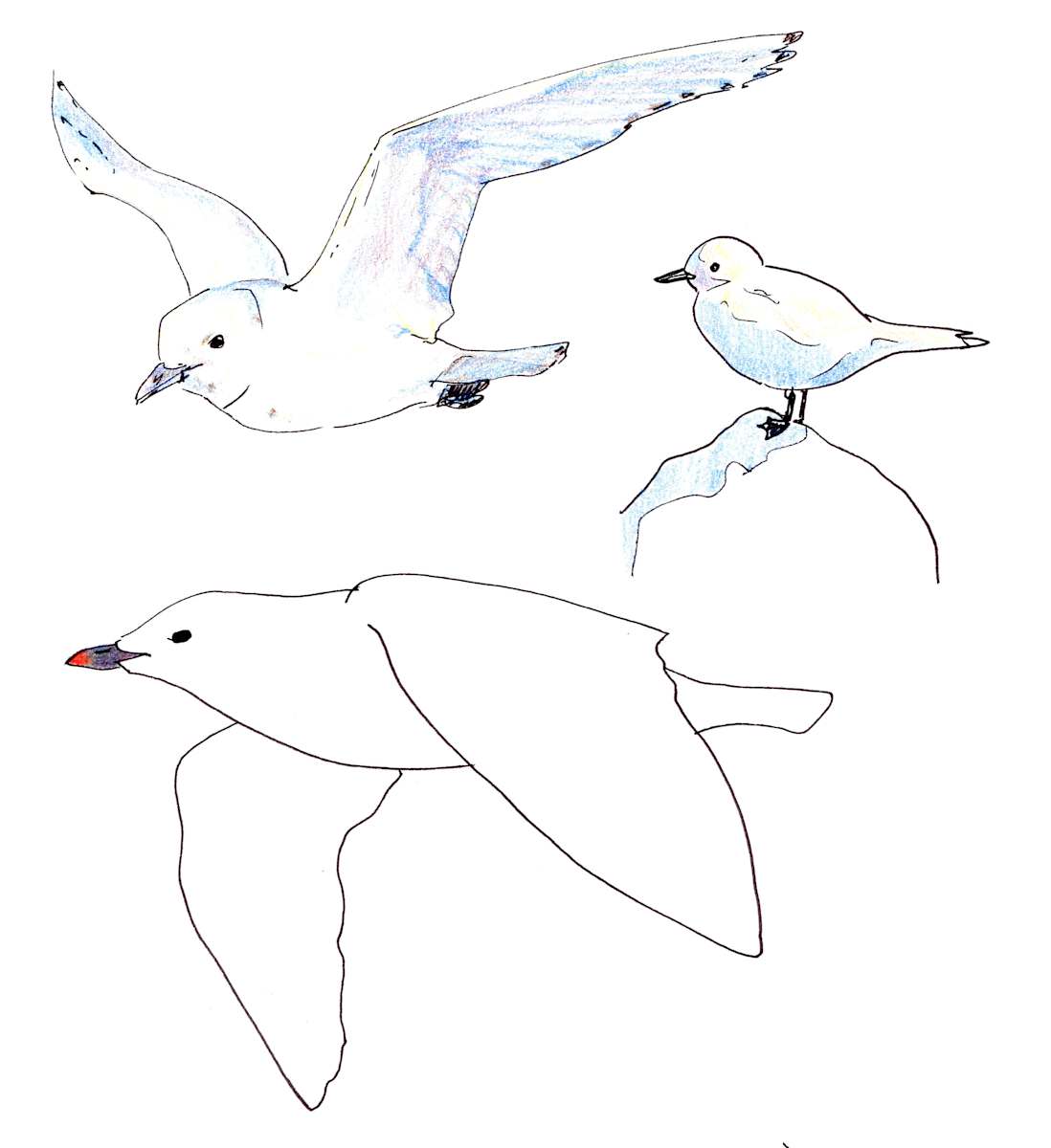 Ivory gulls by Abby McBride, Image 12.