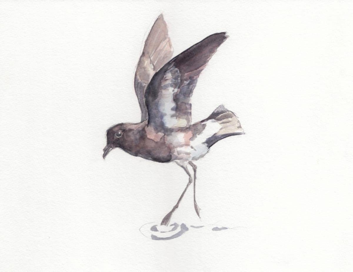 New Zealand storm-petrel, Image 1.