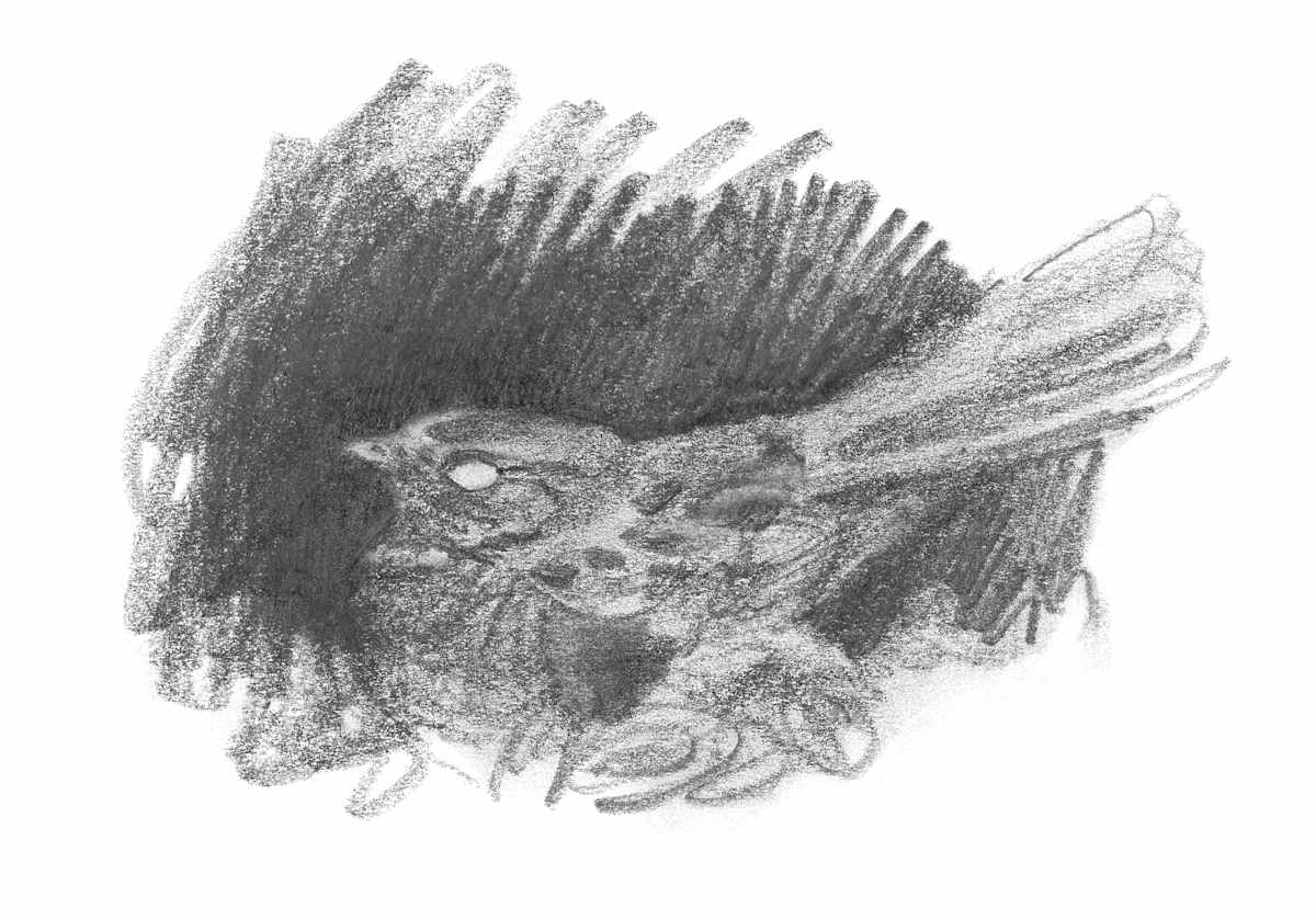 Eyeshine by Abby McBride, Image 46.