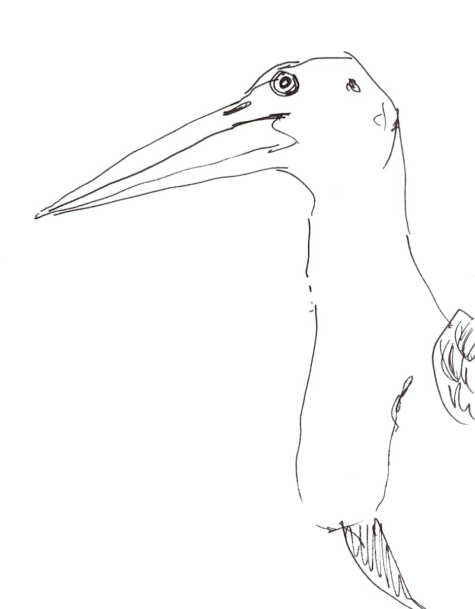 Adjutant stork by Abby McBride, Image 1.