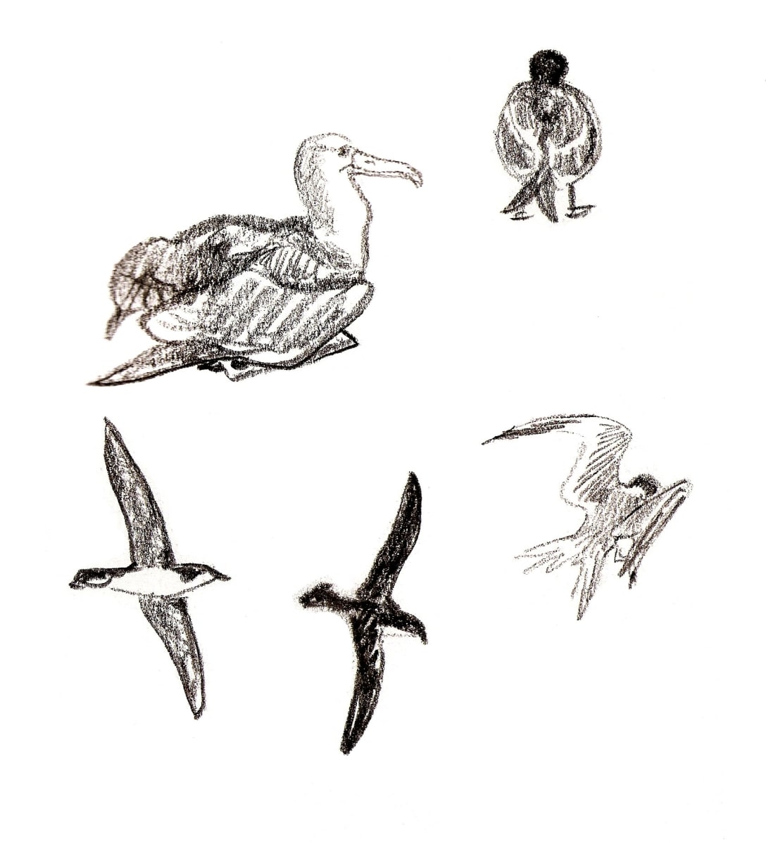 Albs, gulls, shearwaters by Abby McBride  Image: Field sketched on Isla Española, Galapagos (2009-10)