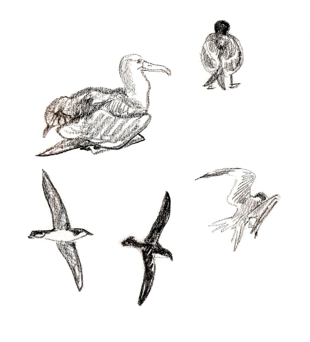 Albs, gulls, shearwaters by Abby McBride, Image 2.