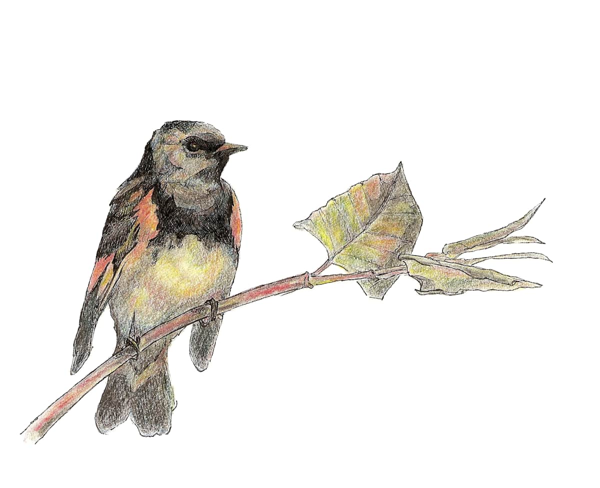 American Redstart, Image 5.
