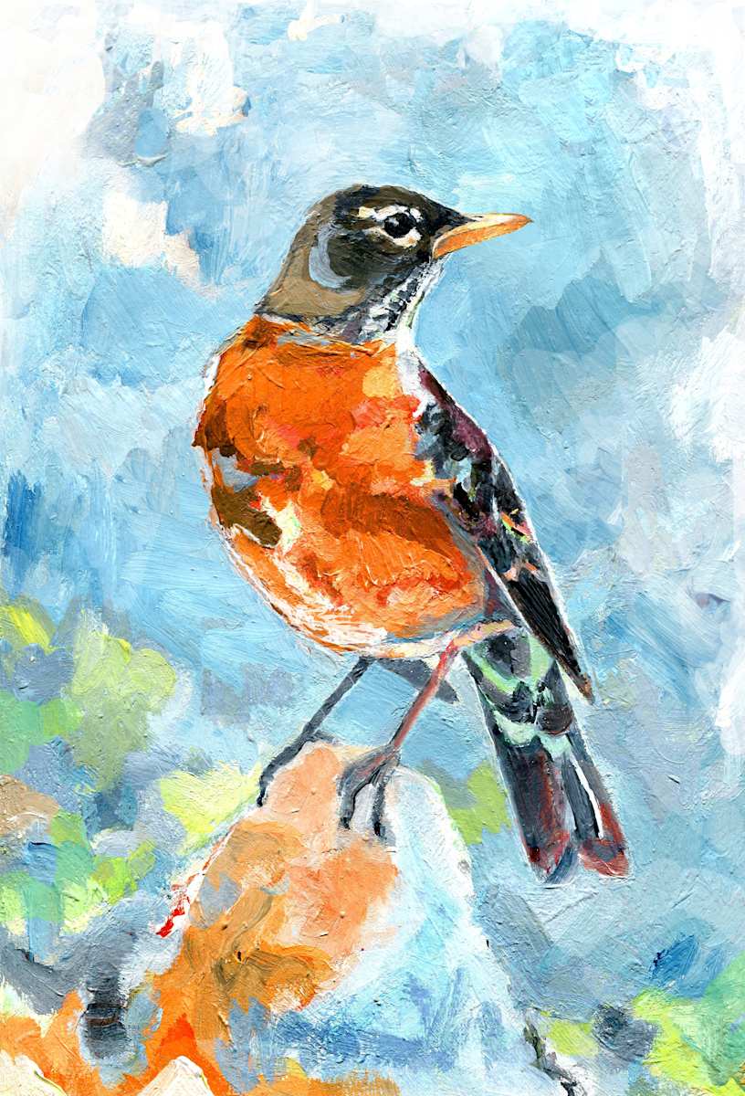 American Robin, Image 3.