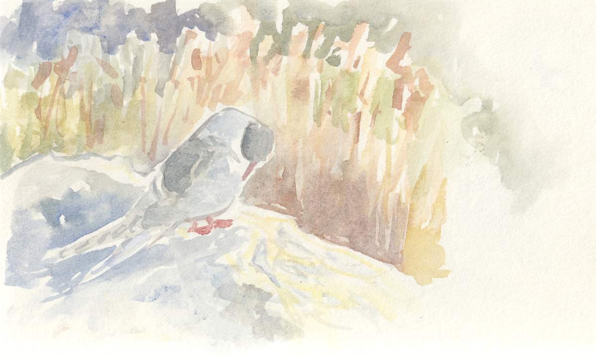 Arctic tern sunset by Abby McBride, Image 7.