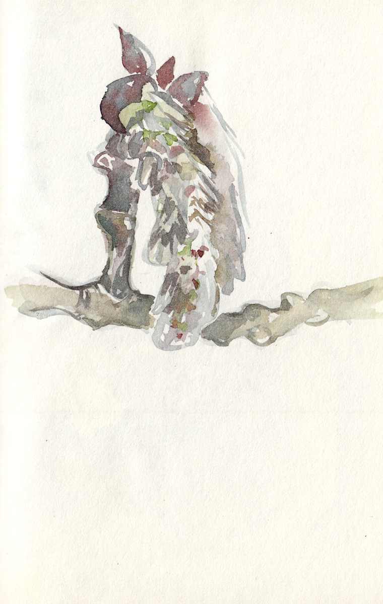 Aspen Catkin, Image 2.