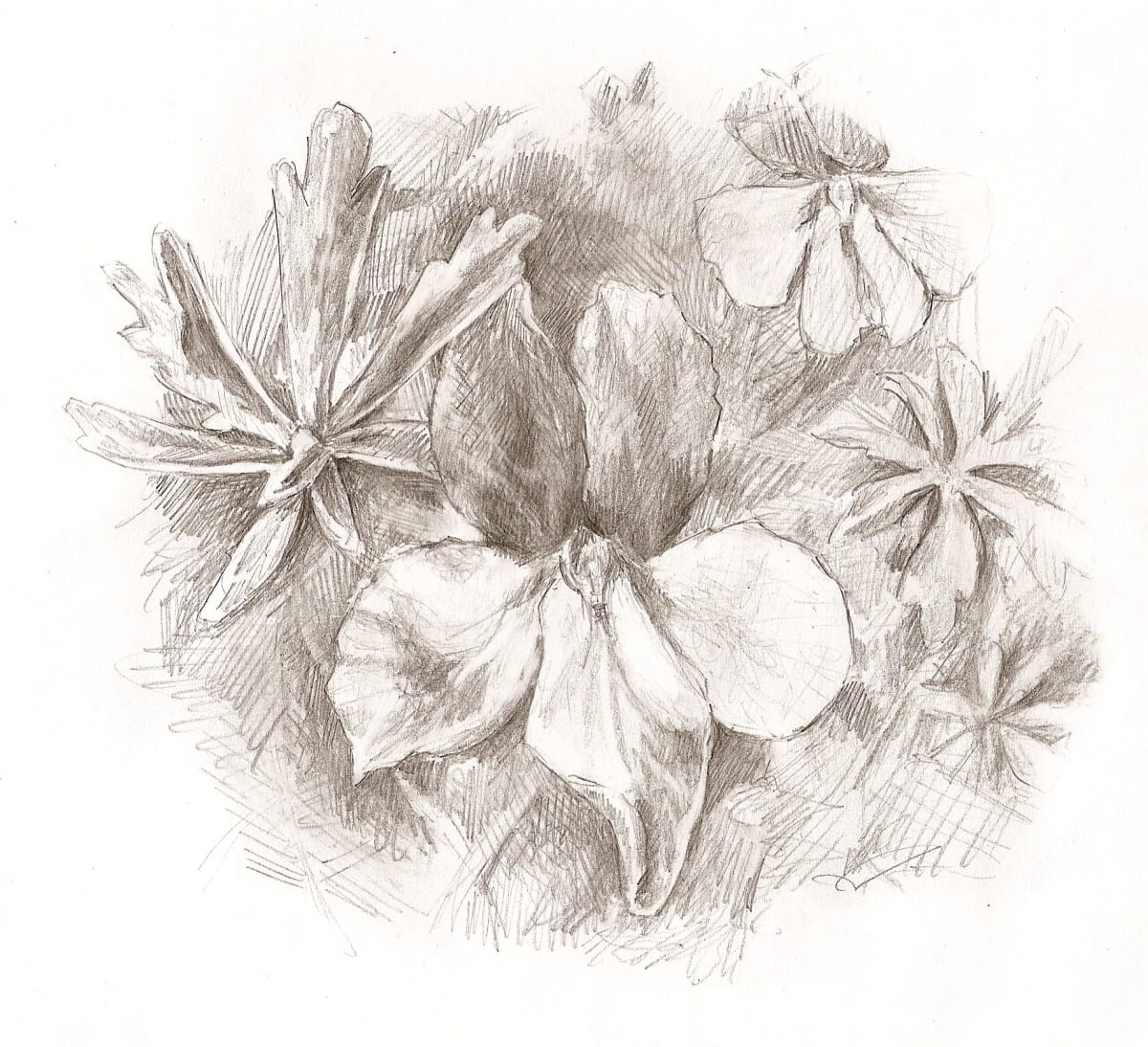 Birdsfoot Violet, Image 1.