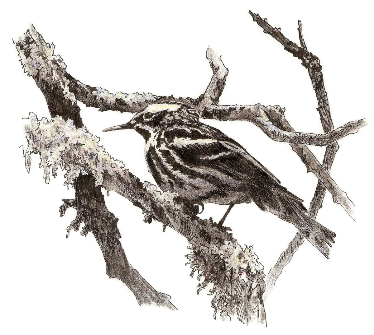 Black-and-white Warbler by Abby McBride 