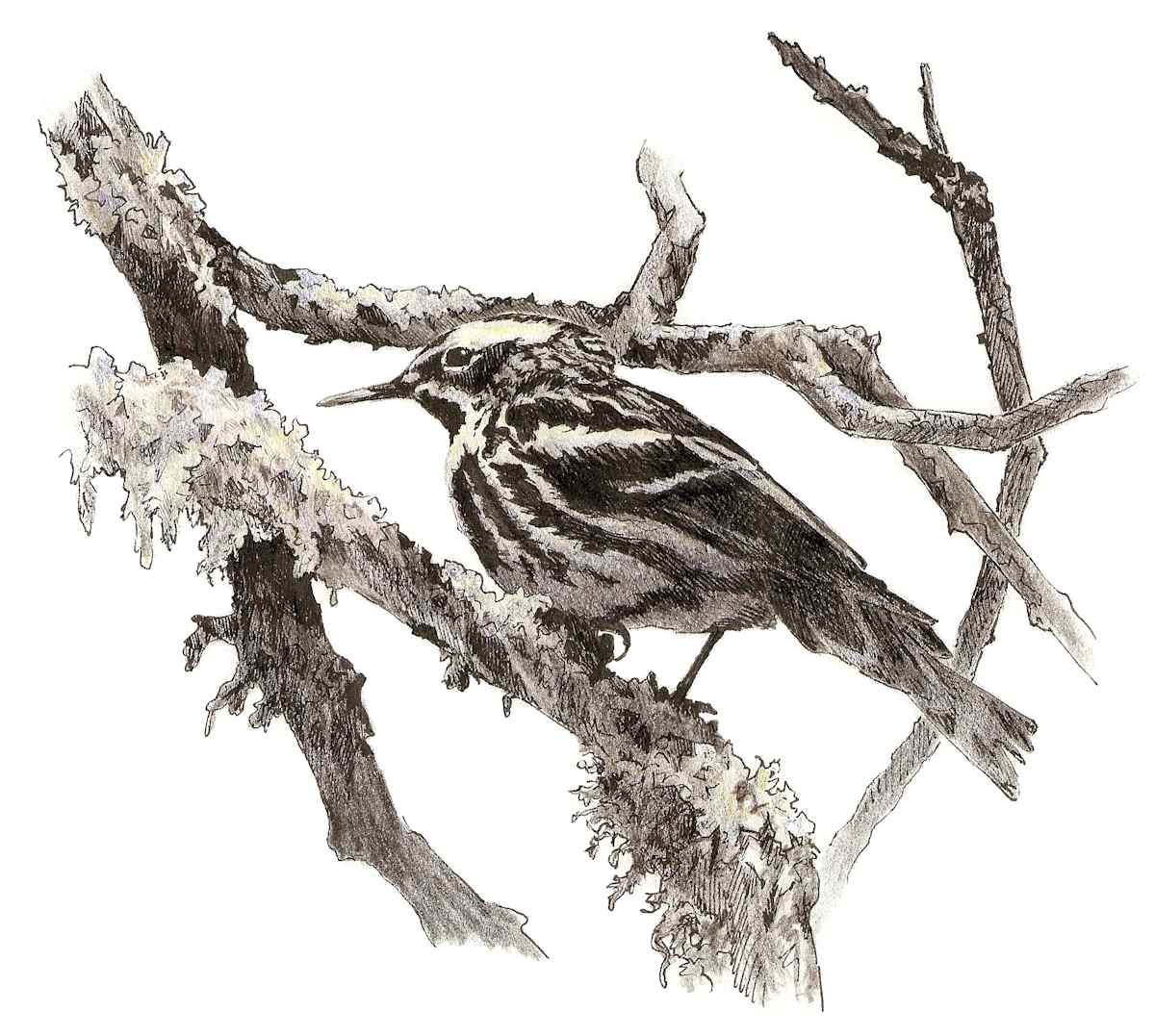 Black-and-white Warbler by Abby McBride, Image 7.