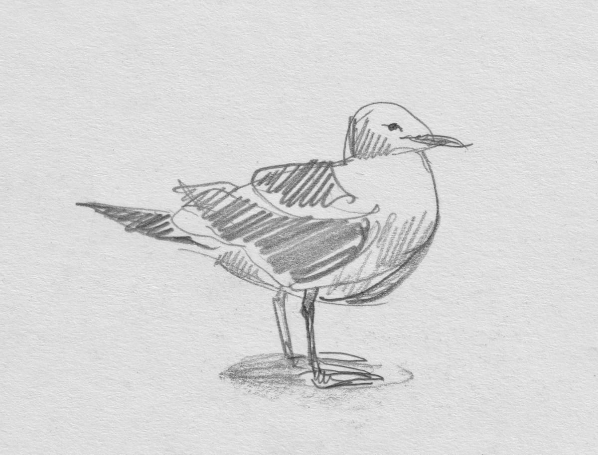 Southern Black-backed Gull by Abby McBride, Image 3.