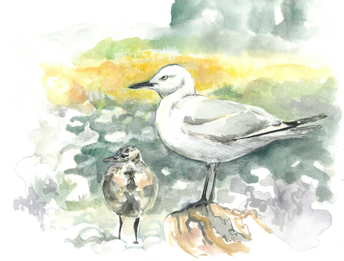 Black-billed gull family, Image 1.