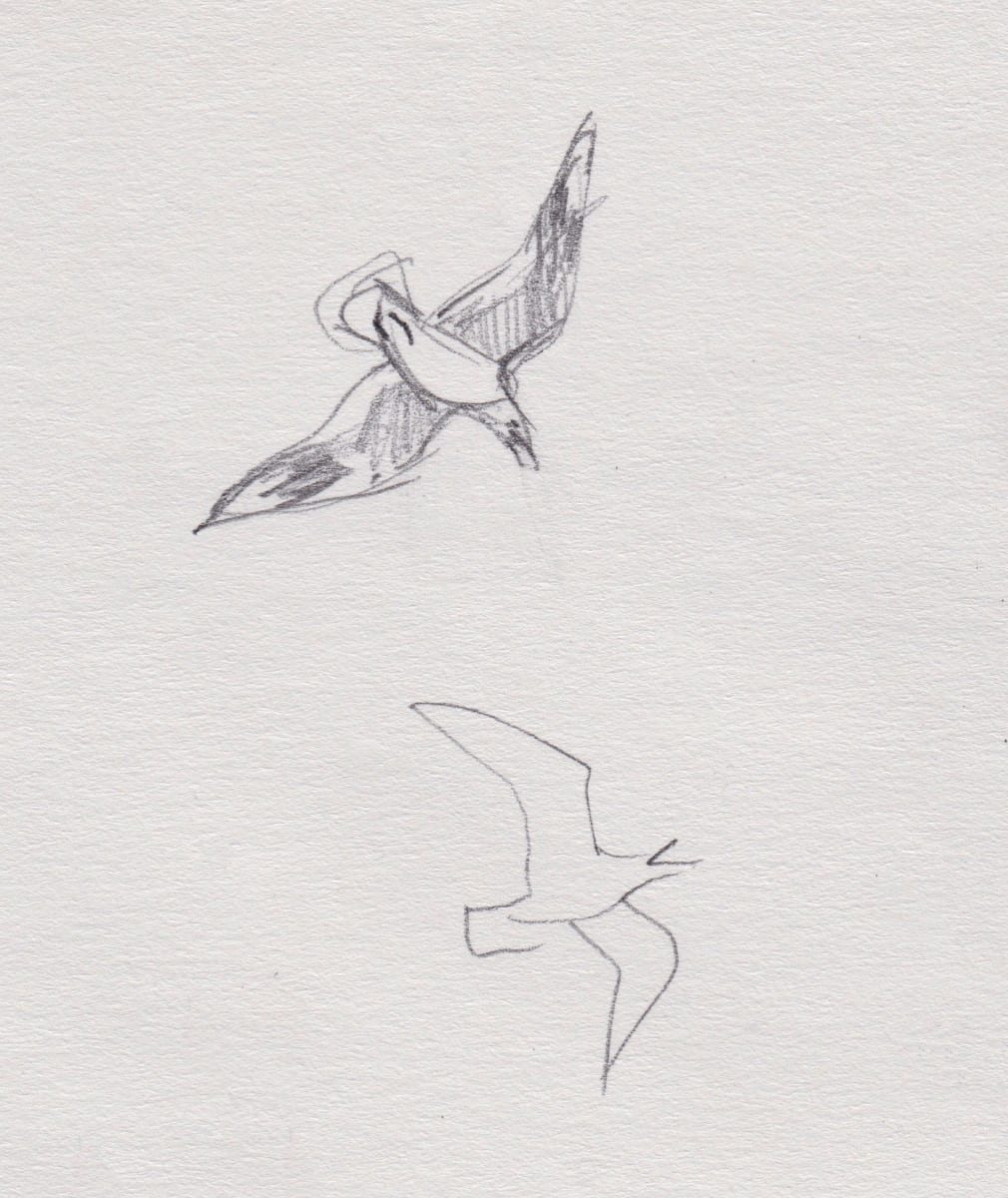 Black-billed Gulls, Image 4.
