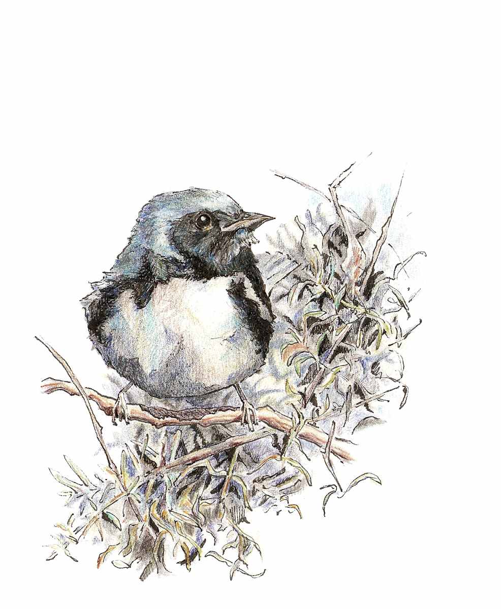 Black-throated Blue Warbler, Image 2.