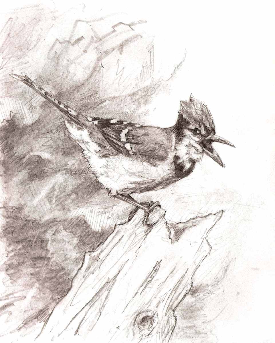 Blue Jay, Image 3.