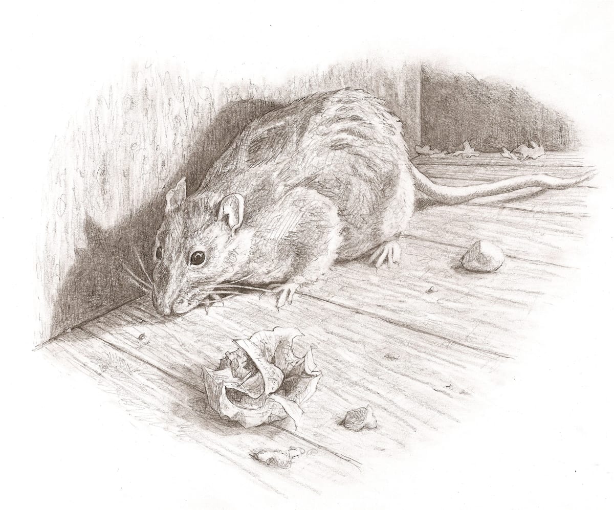Brown Rat, Image 1.