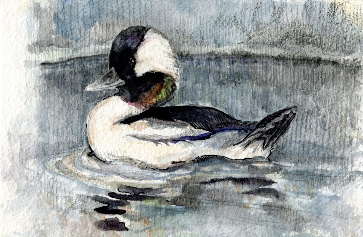 Bufflehead 