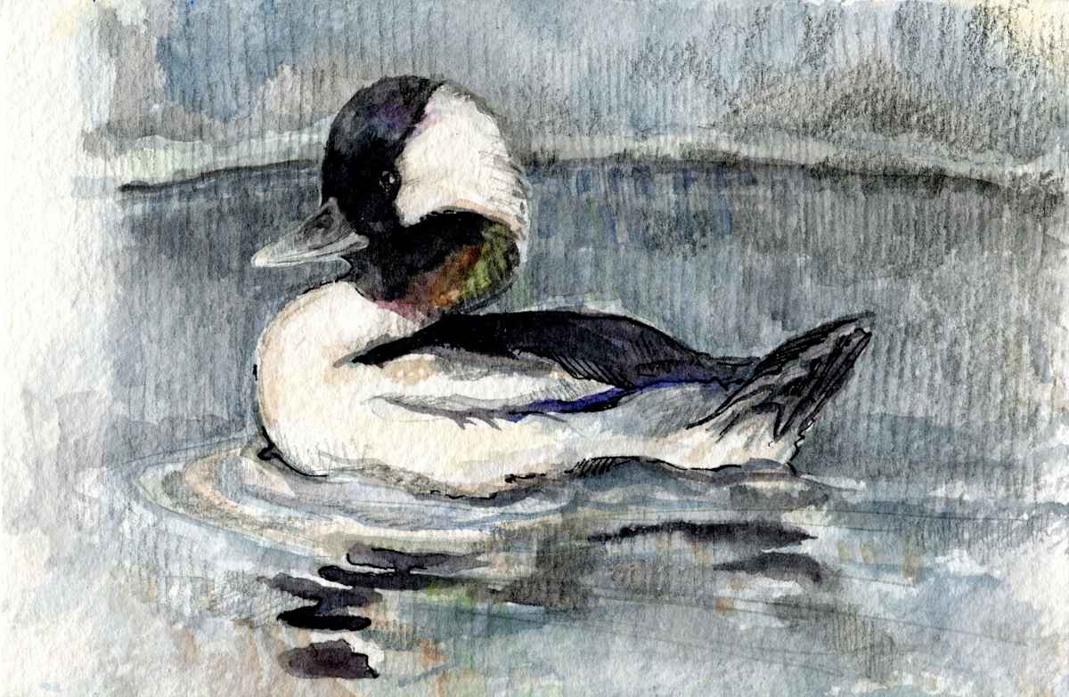 Bufflehead, Image 2.