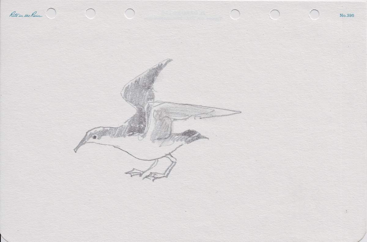 Buller's Shearwater, Image 8.