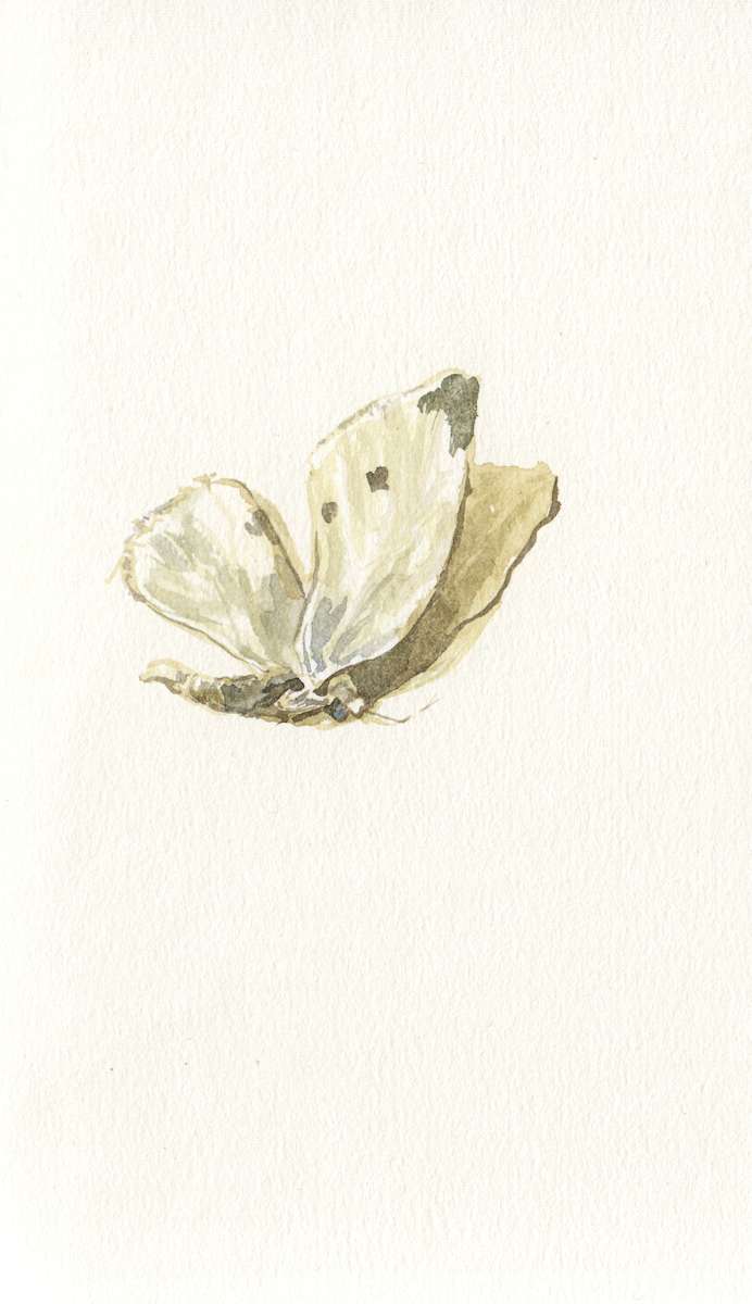 Cabbage White, Image 1.