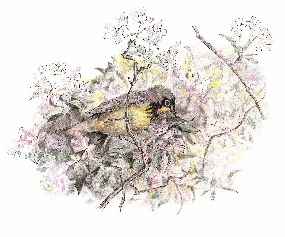 Canada Warbler by Abby McBride, Image 3.