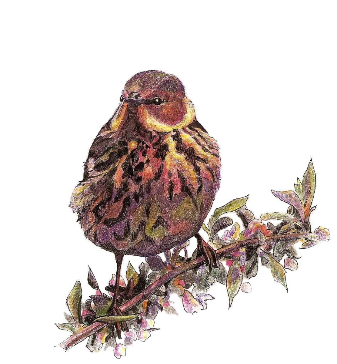 Cape May Warbler by Abby McBride, Image 1.