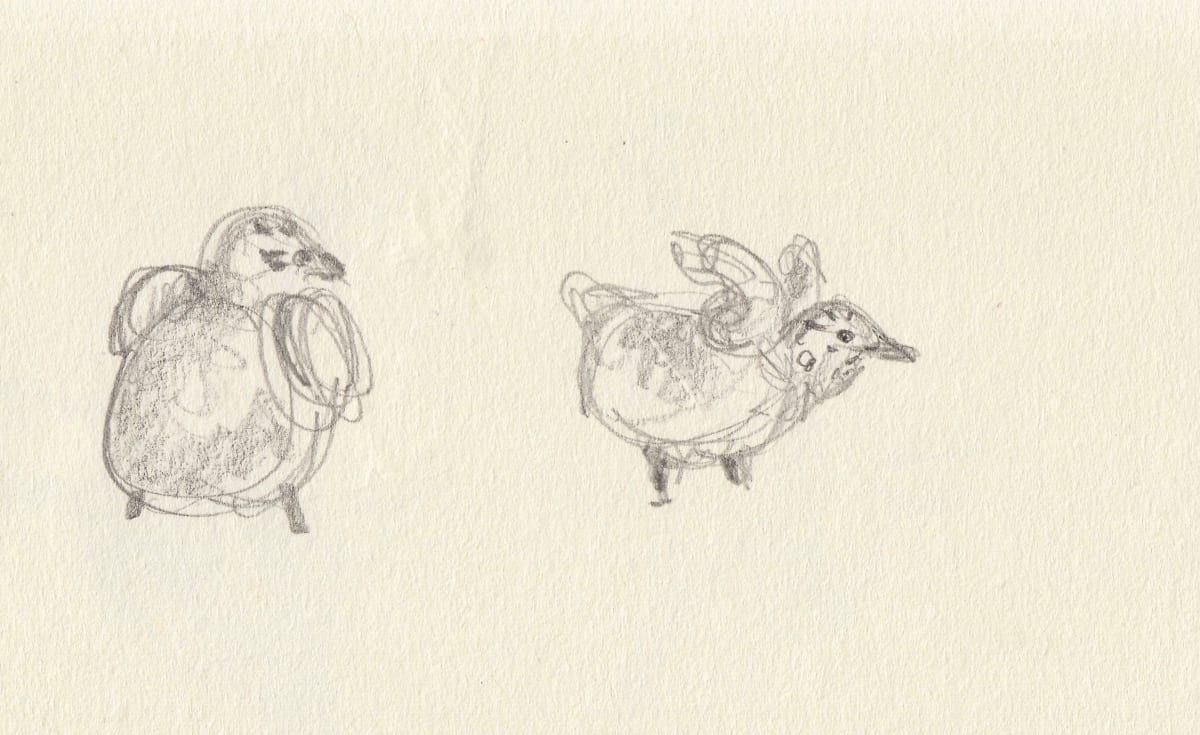 Gull chick by Abby McBride, Image 1.