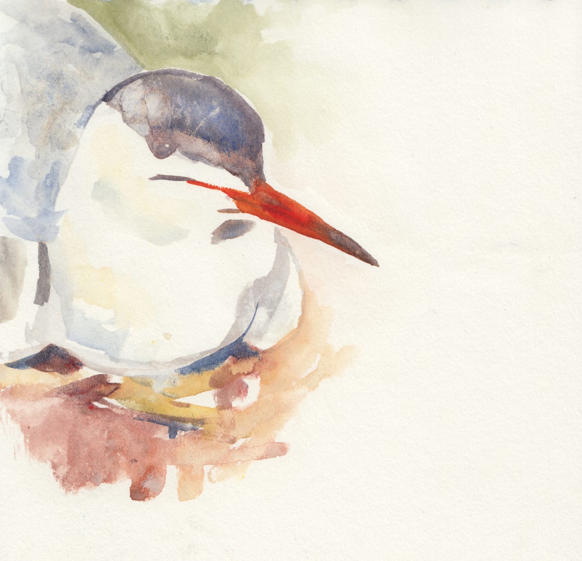 Tern on Egg by Abby McBride, Image 2.