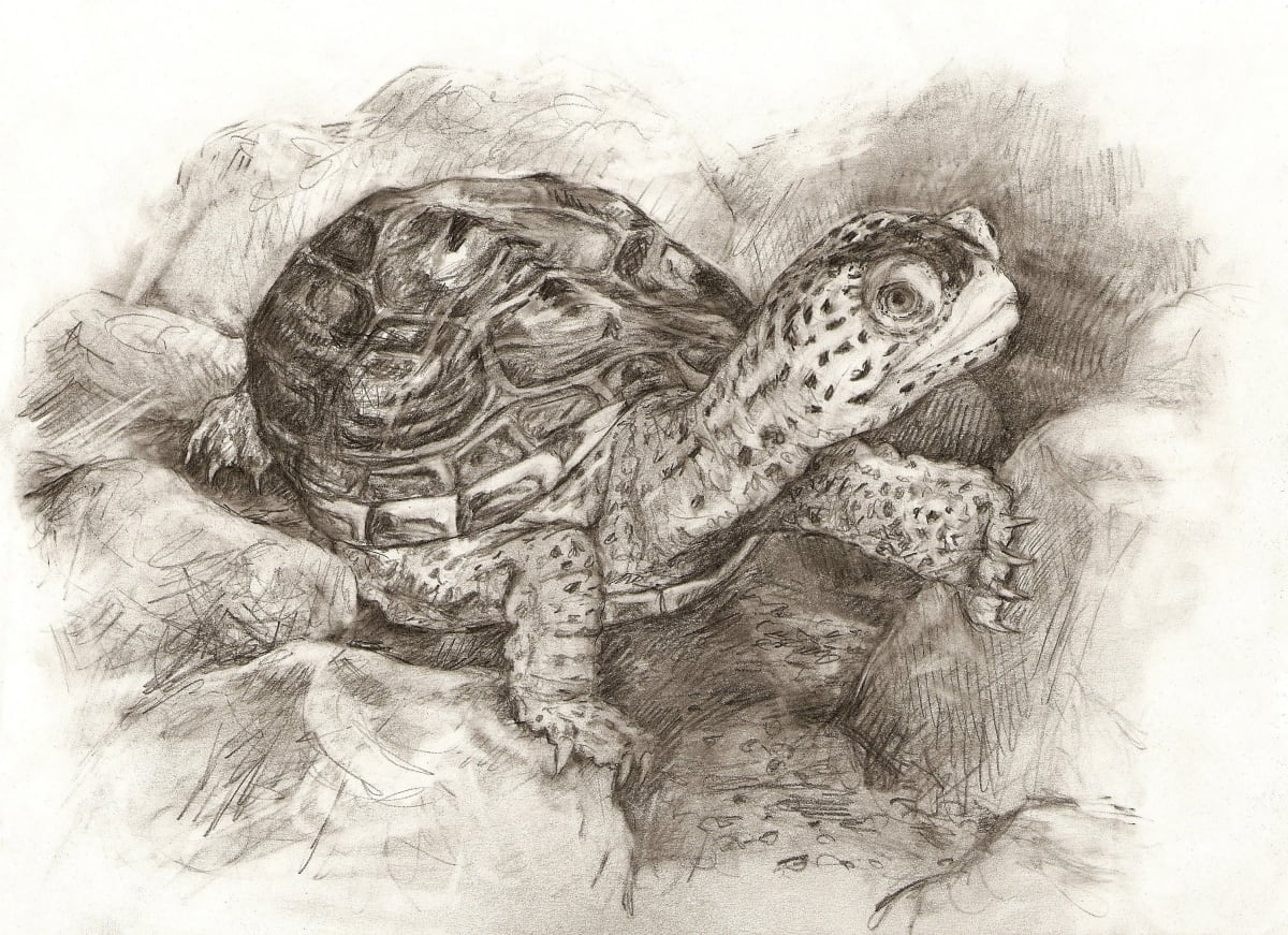 Diamondback Terrapin by Abby McBride 