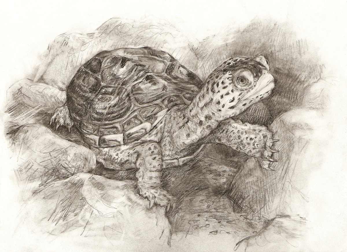 Diamondback Terrapin by Abby McBride, Image 1.