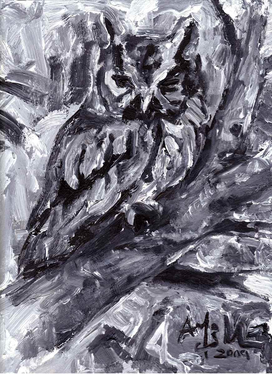 Eastern Screech-Owl, Image 13.