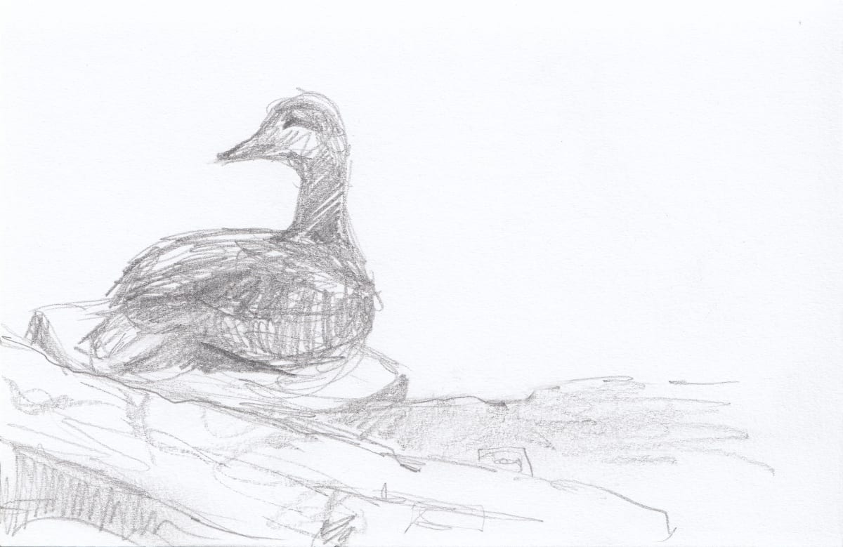 Egg Rock trip eider by Abby McBride 