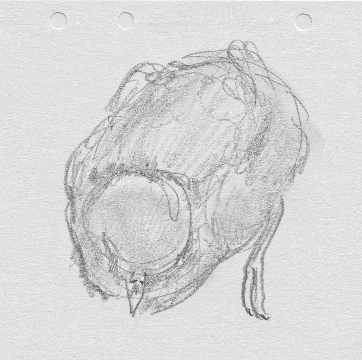 Fairy Prion Chick, Image 2.