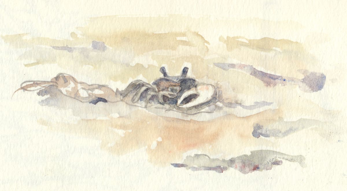 Fiddler crab by Abby McBride 