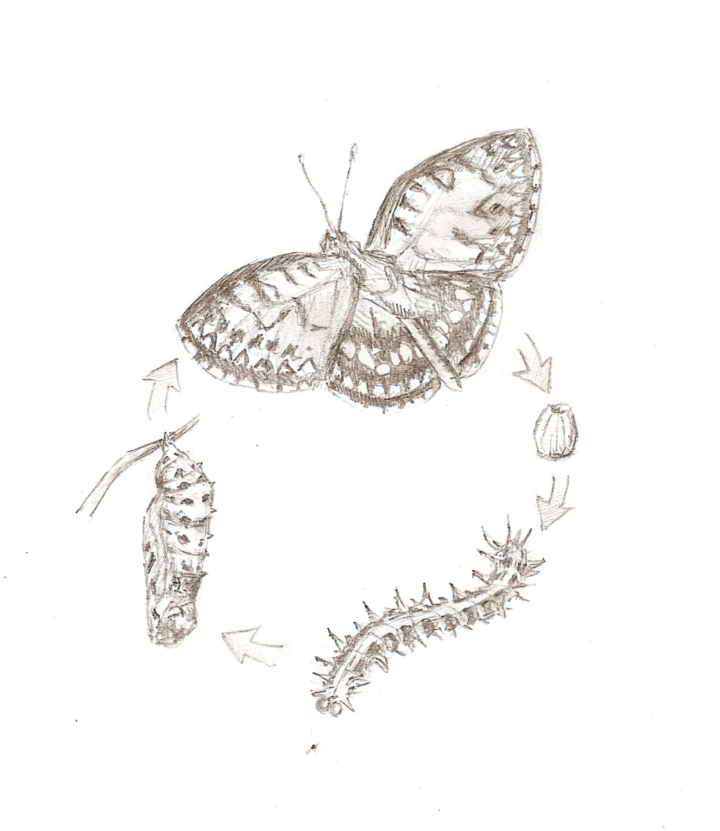 Fritillary Life Cycle, Image 1.