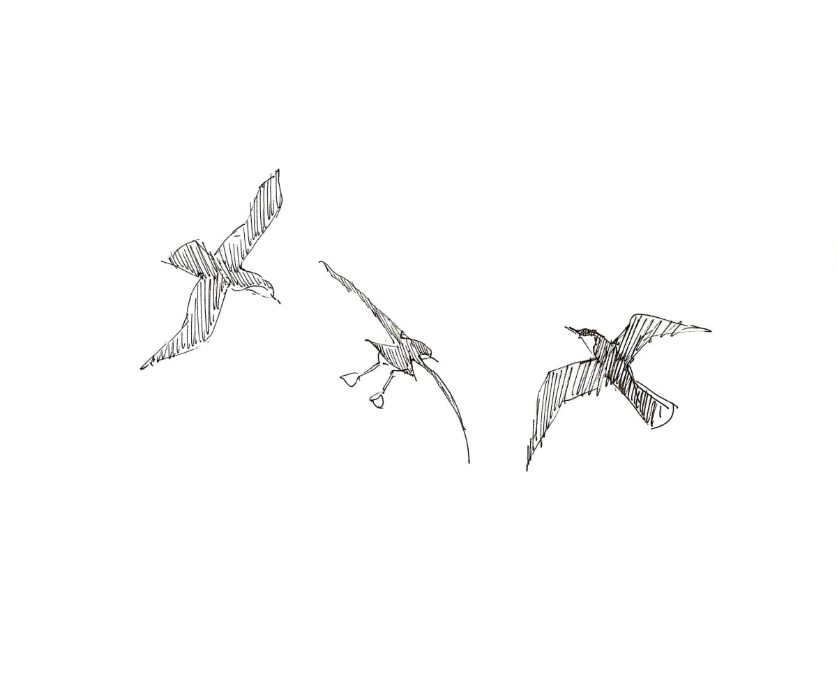 Galápagos shearwaters by Abby McBride, Image 3.