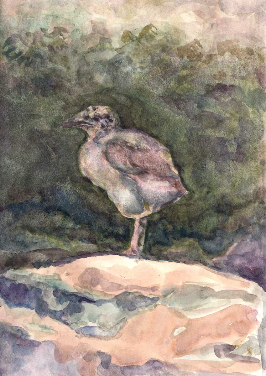 Great black-backed gull chick by Abby McBride, Image 1.