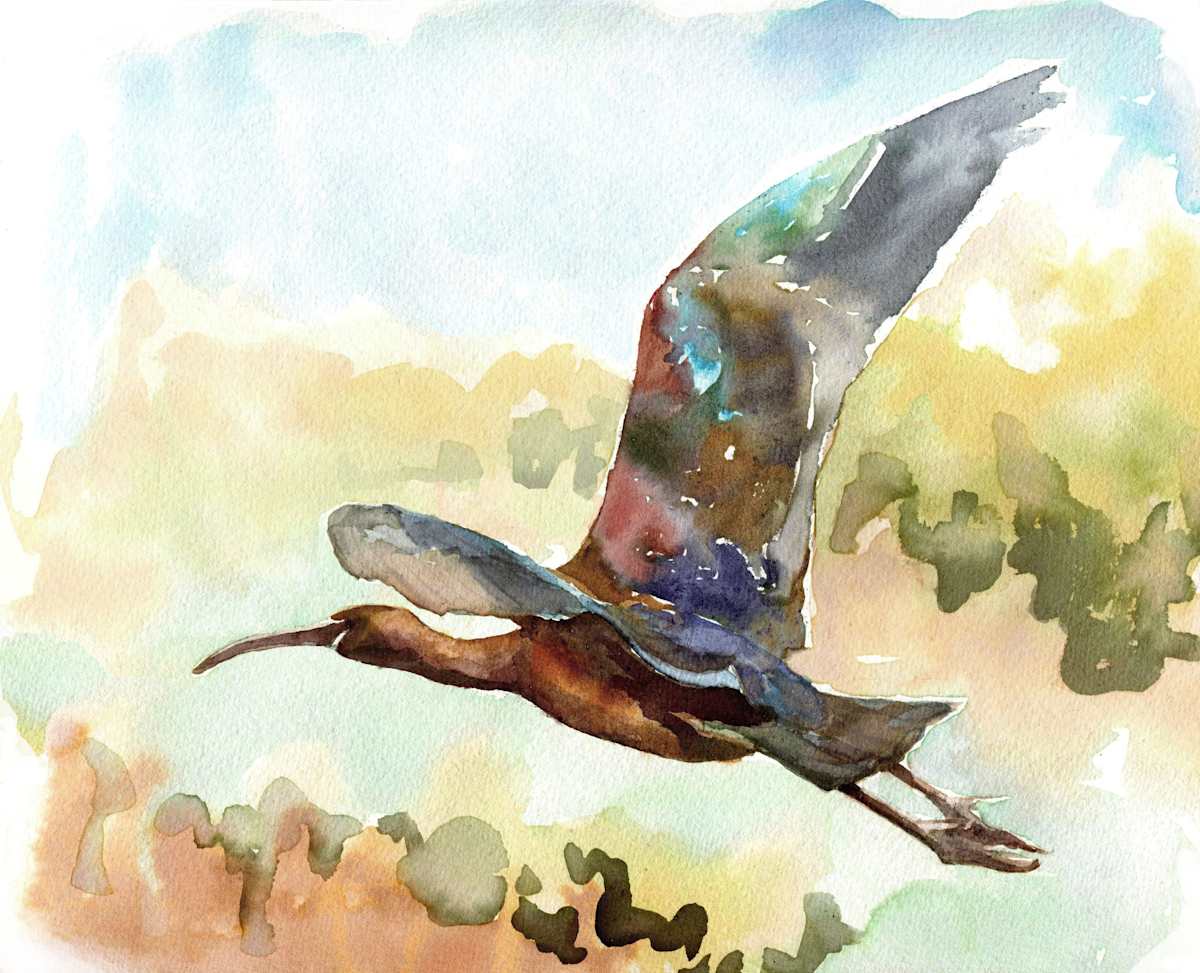 Glossy Ibis, Image 5.
