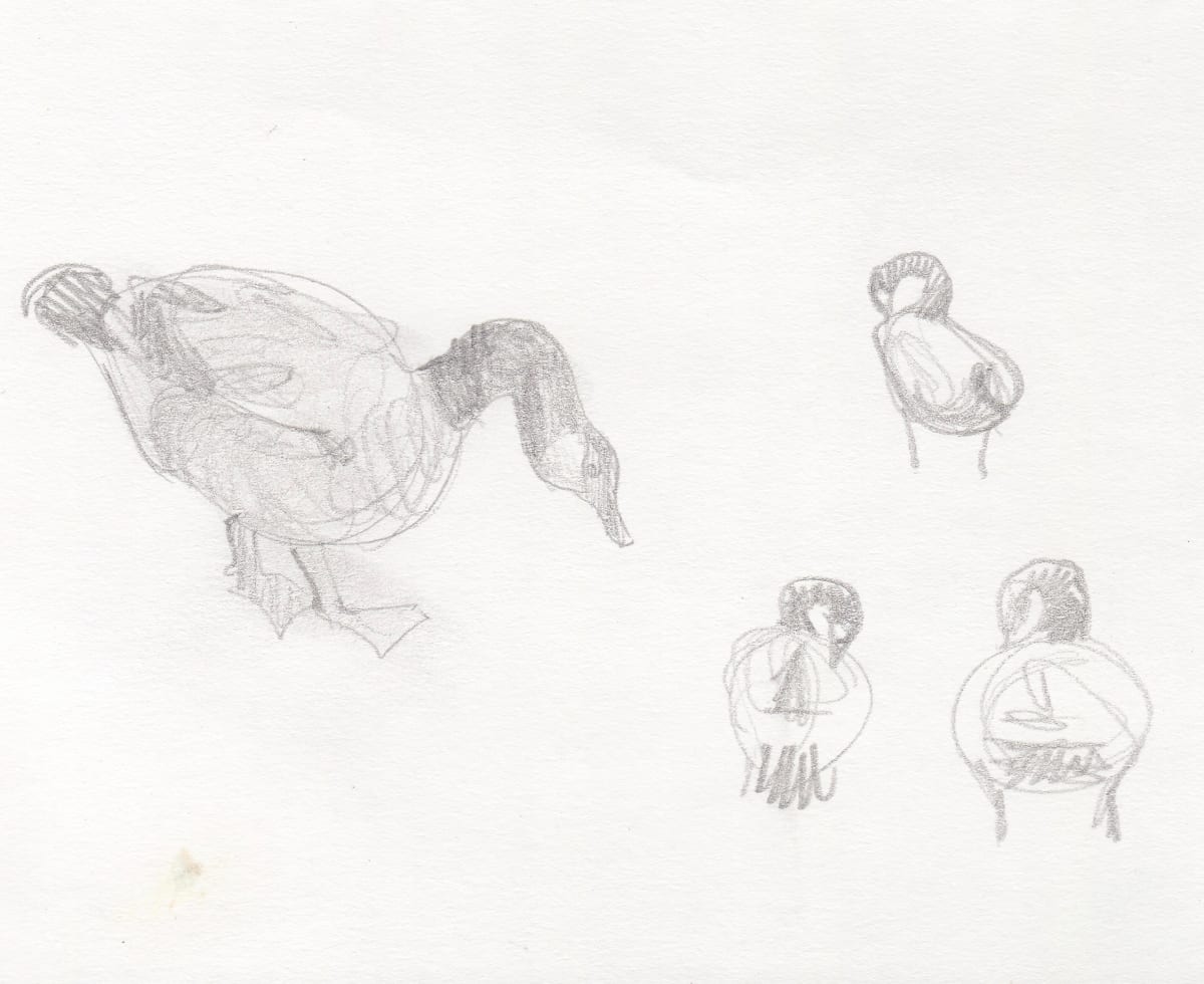 Goose sketches by Abby McBride 