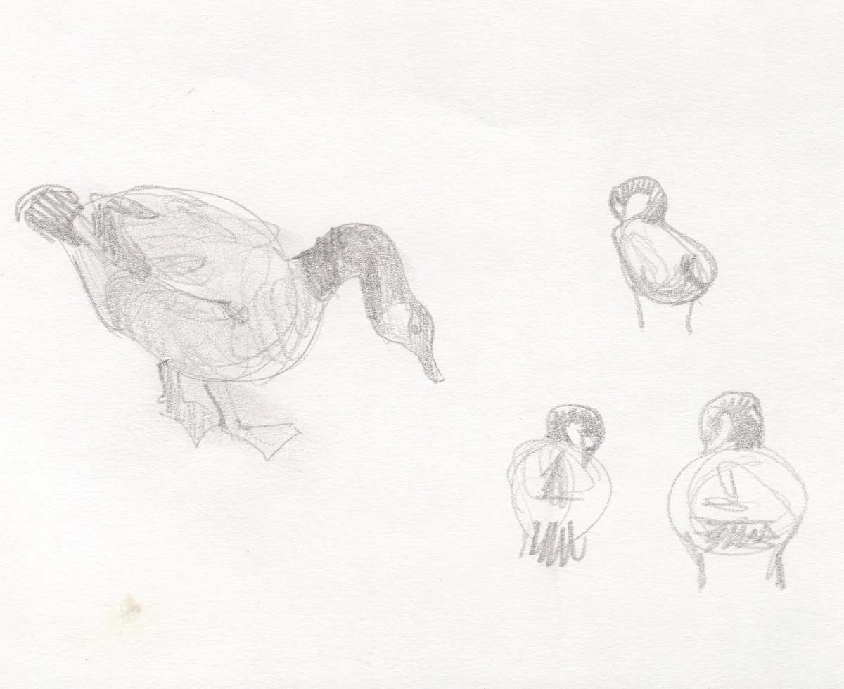 Goose sketches by Abby McBride, Image 1.
