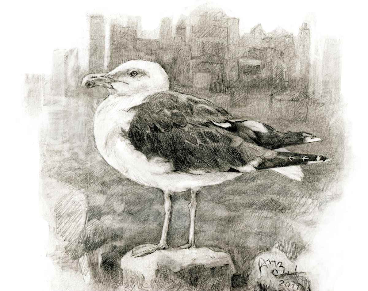 Great Black-backed Gull by Abby McBride, Image 4.